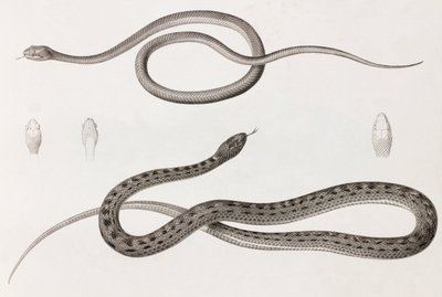 Reptiles : deux illustrations rapprochées de serpents - Unbekannt