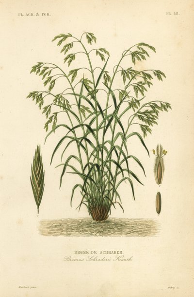 Brome de Schrader, Bromus catharticus, Bromus schraderi - Unbekannt