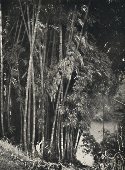 Riesenbambus Dendrocalamus giganteus à Peradeniya près de Kandy, 1926 - Unbekannt