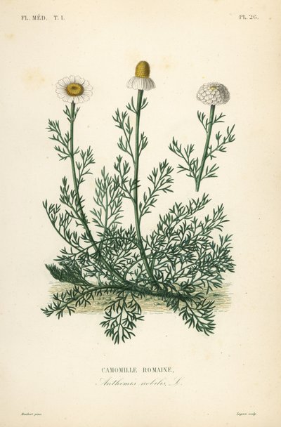 Camomille romaine - Unbekannt
