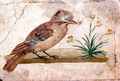 Peinture murale romaine de Jay de Boscoreale près de Pompéi, 1er siècle - Unbekannt