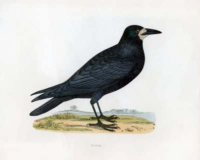 Corbeau, 19ème siècle - Unbekannt