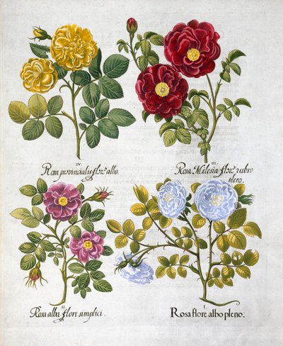 Roses, 1613 - Unbekannt