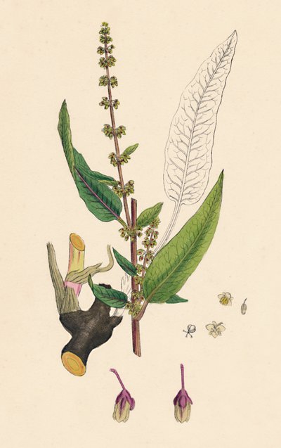 Rumex sanguinens. Patience sanguine, XIXe siècle - Unbekannt
