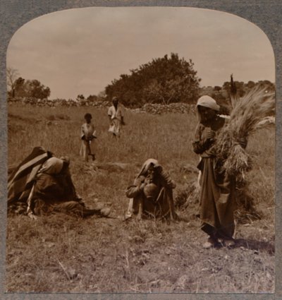 Ruth glanant dans les Champs de Booz, vers 1900 - Unbekannt