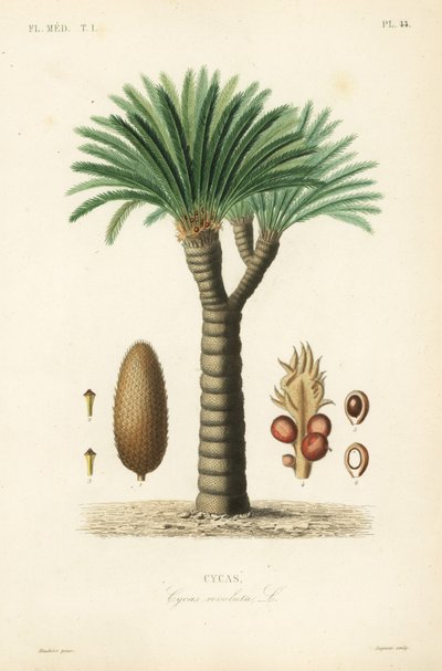 Cycas - Unbekannt