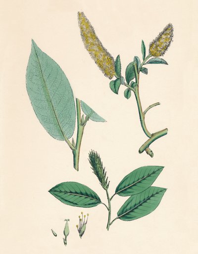 Salix pentandra. Saule à feuilles de laurier, XIXe siècle - Unbekannt