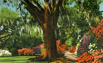 Scène dans les jardins de Magnolia, près de Charleston, S.C. - Unbekannt