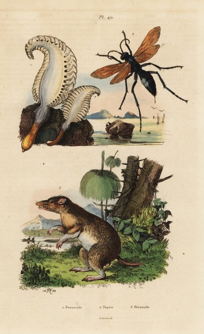 Pennatule phosphorescente, Pennatula phosphorea, guêpe-araignée, Pepsis limbata, et bandicoot à long nez, Perameles nasuta - Unbekannt