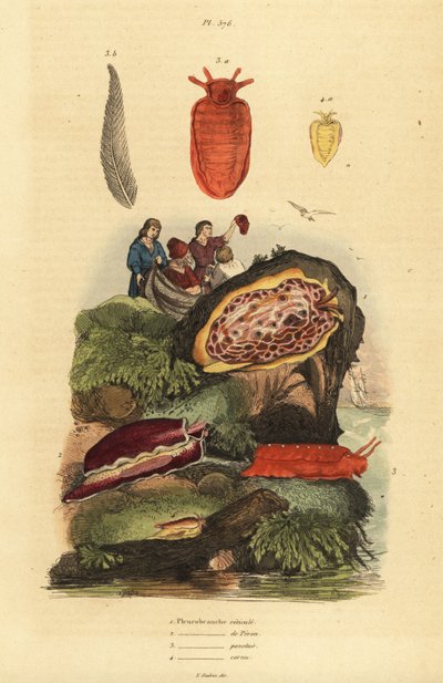 Limaces de mer : Pleurobranchus reticulatus 1, Berthellina citrina 3, Pleurobranchus peronii 2,4 - Unbekannt