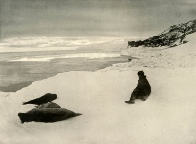 Phoques au bord de la glace, c1908, 1909 - Unbekannt