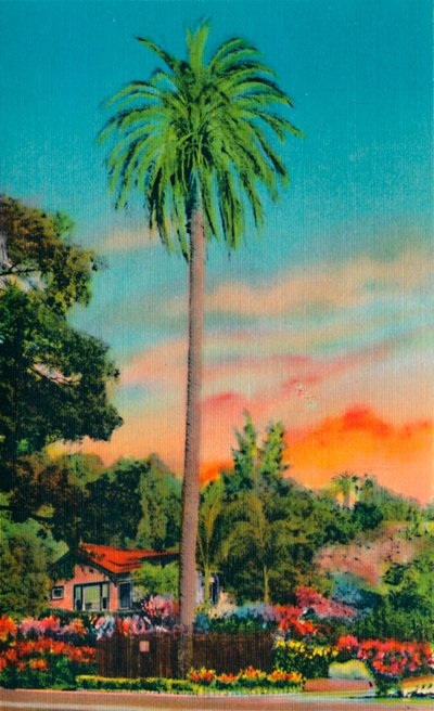Serra Palm. Le premier palmier en Californie, vers 1941 - Unbekannt