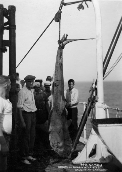 Requin à bord du navire de croisière Atlantis, pêché au large de Bathurst, Gambie, 20e siècle - Unbekannt