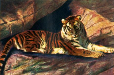 Tigre de Sibérie, vers 1928 - Unbekannt