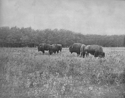 Silver Heights, Winnipeg, vers 1897 - Unbekannt