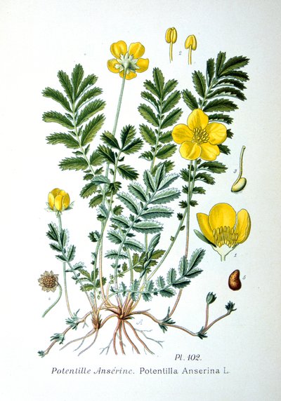 Potentille, 1893 - Unbekannt