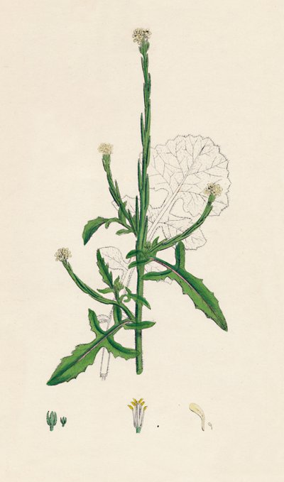 Sisymbrium officinale. Moutarde des haies, 19e siècle - Unbekannt