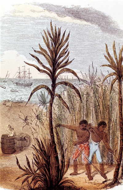 Esclaves cultivant la canne à sucre aux Antilles - Unbekannt