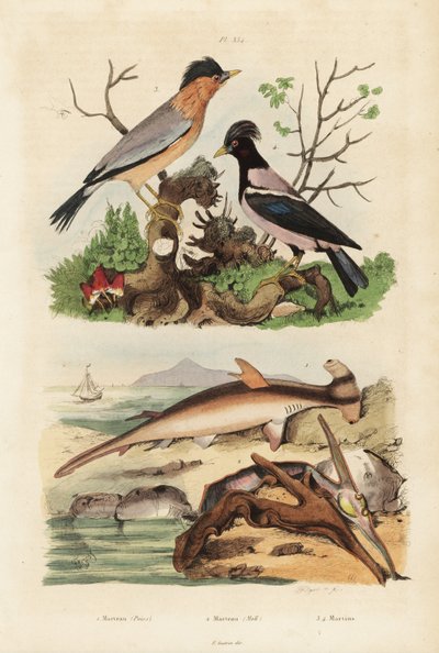 Requin-marteau lisse, huître-marteau, martin brahmane et étourneau roselin - Unbekannt