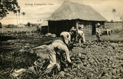 Tri des ananas, Cuba, fin 19e-début 20e siècle - Unbekannt
