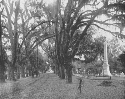 Mousse espagnole sur les chênes vivants, Savannah, Géorgie, USA, vers 1900 - Unbekannt