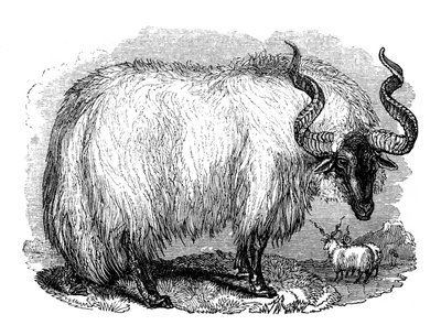 Moutons espagnols, 1848 - Unbekannt