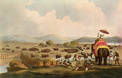 Sport en Inde - Conduite des éléphants dans un Keddah, vers 1808, 1901 - Unbekannt