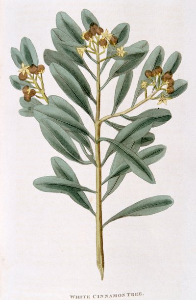 Branche de cannelle blanche Canella alba - Unbekannt