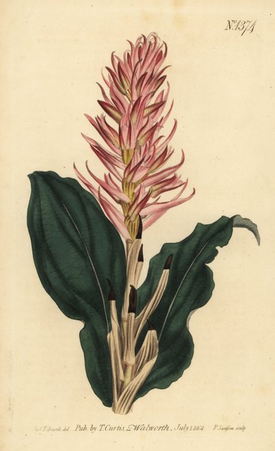 Stenorrhynchos speciosum - Unbekannt