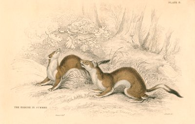 Hermine Mustela erminea, membre de la famille des belettes, 1828 - Unbekannt