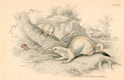 Hermine Mustela erminea, membre de la famille des belettes, 1828 - Unbekannt
