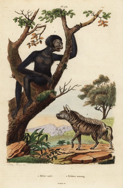 Hyène rayée, Hyaena hyaena, et gibbon, Symphalangus syndactylus, en danger - Unbekannt