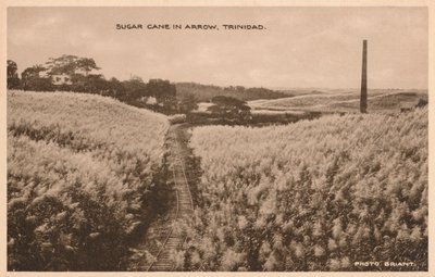 Canne à sucre à Arrow Trinidad, vers 1900 - Unbekannt