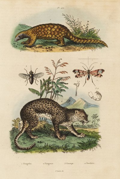 Pangolin de Sunda, Manis javanica, en danger critique, léopard, Panthera pardus, taon, Tabanus rostratus, mouche scorpion, Panorpa communis - Unbekannt