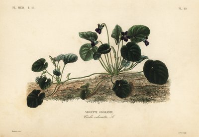 Violette odorante - Unbekannt
