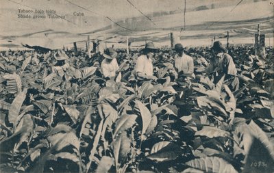 Tabac sous ombrage. Tabac cultivé à l