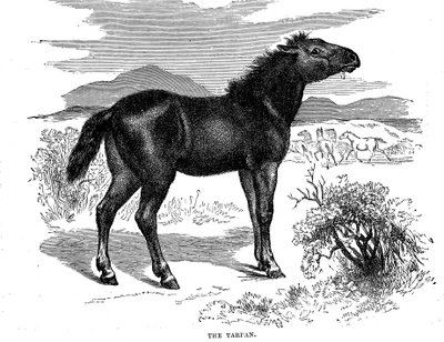 Tarpan, 1884 - Unbekannt