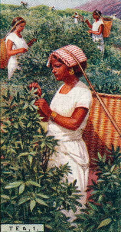 Thé, 1. - Cueillette des feuilles, Ceylan, 1928 - Unbekannt