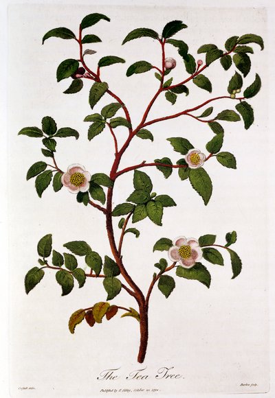 Thé : branche de Camellia sinensis, 1798 - Unbekannt