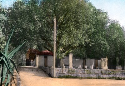 Arbre de térébinthe, Hammam Meskoutine, Algérie - Unbekannt