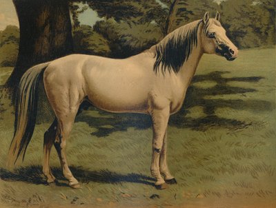 Le poney arabe du général Sir Hope Grant, vers 1879 - Unbekannt