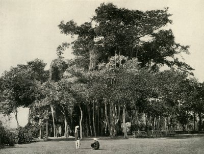 Le Banian, Barrackpore - Unbekannt