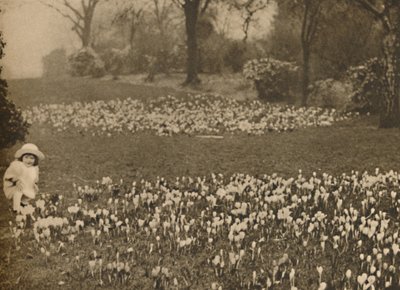 Le tapis de crocus du printemps, vers 1935 - Unbekannt