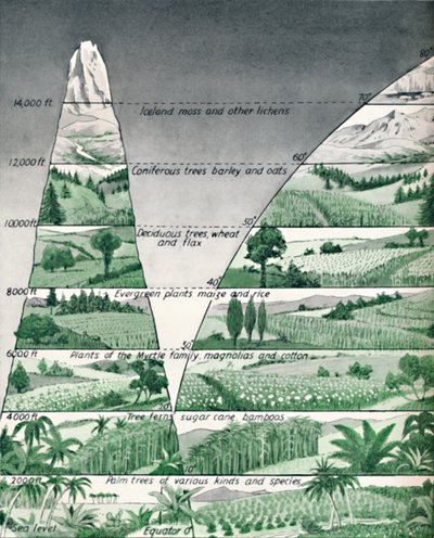 Les différentes zones de végétation, 1935 - Unbekannt