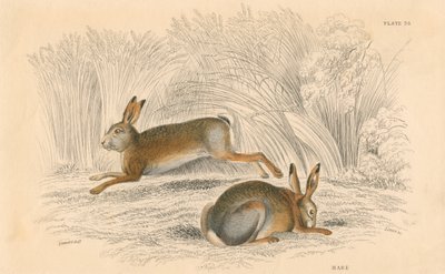 Le Lièvre Lepus europaeus, 1828 - Unbekannt