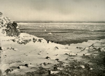 Le dernier des pingouins juste avant leur migration en mars, vers 1908, 1909 - Unbekannt