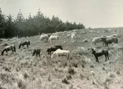 Les Poneys Mandchous sur l