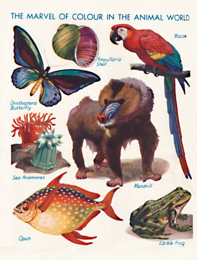 La merveille de la couleur dans le monde animal, 1935 - Unbekannt
