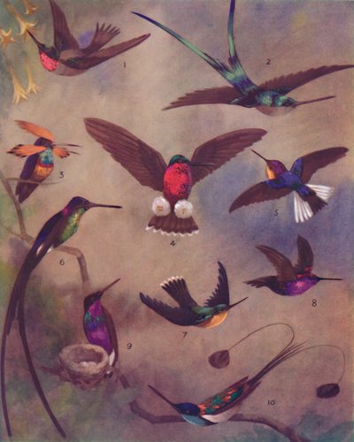 La couleur merveilleuse des colibris, 1935 - Unbekannt