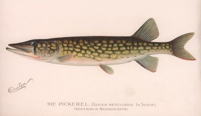Le Brochet Lucius Reticulatus. Le Sueur., vers 1920 - Unbekannt